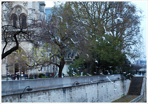 Cathédrale Notre Dame de Paris